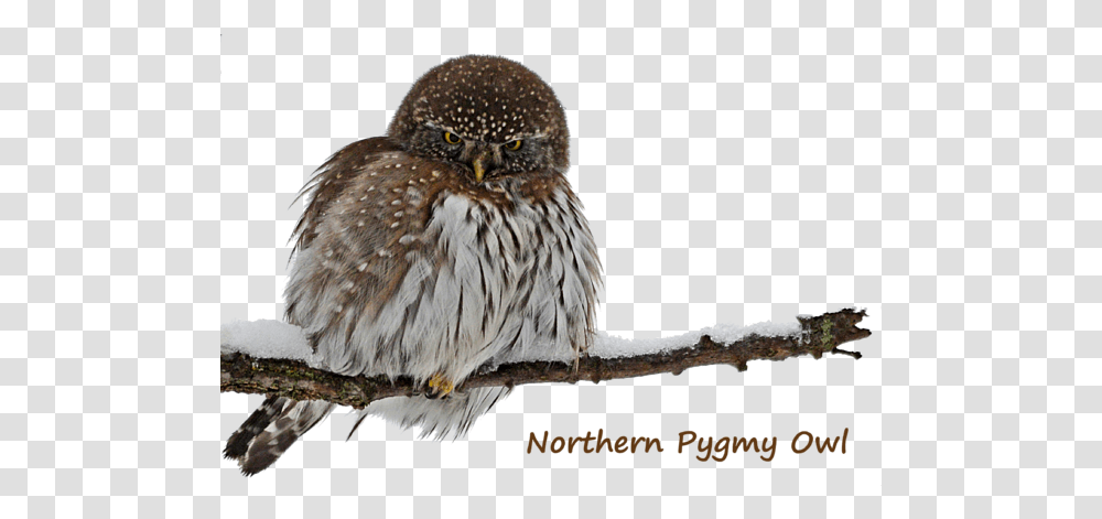 Northern Pygmy Owl 2 Tapestry Pygmy Owl, Bird, Animal, Buzzard, Hawk Transparent Png