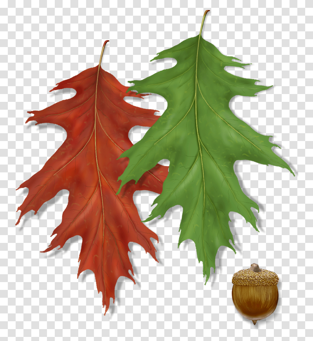 Northern Red Oak Leaf With Acorn, Plant, Seed, Grain, Produce Transparent Png