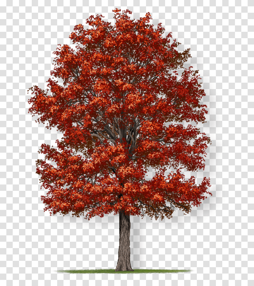 Northern Red Oak Tree Crown, Plant, Maple, Painting Transparent Png