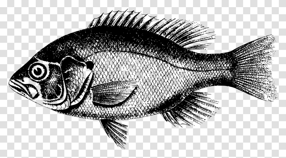 Northern Red Snapper Freshwater Fish Fresh Water Tamsui Fish Pictures Black And White, Gray, World Of Warcraft Transparent Png