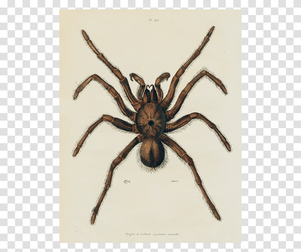 Northern Tree Funnel Web Spider, Invertebrate, Animal, Arachnid, Garden Spider Transparent Png