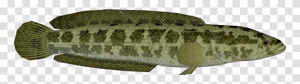 Northernsnakehead Northern Snakehead Fish Background, Animal, Reptile, Anaconda, Rock Python Transparent Png