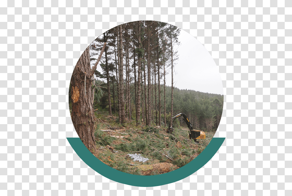 Northland Forestry Services New Zealand, Tree, Plant, Vegetation, Outdoors Transparent Png