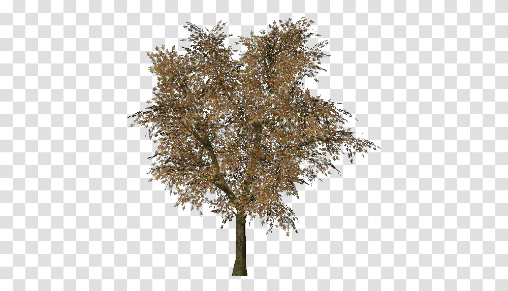 Norway Maple Tree, Plant, Tree Trunk Transparent Png
