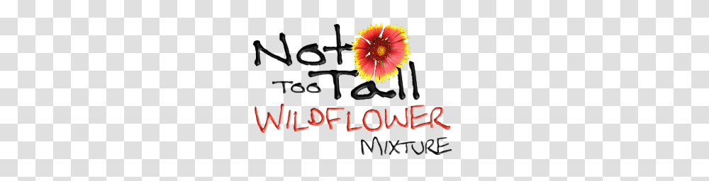 Not Too Tall Wildflower Mix, Plant, Anther, Face Transparent Png