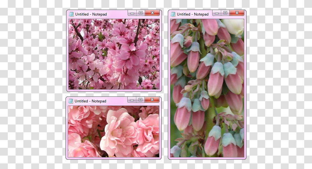 Notepad Windows Tumblr Notepad, Plant, Flower, Blossom, Petal Transparent Png