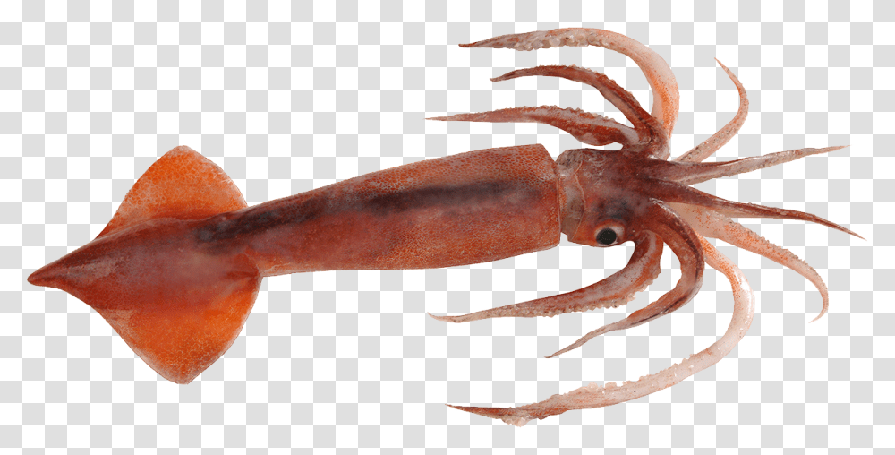 Nototodarus Sloanii, Lobster, Seafood, Sea Life, Animal Transparent Png