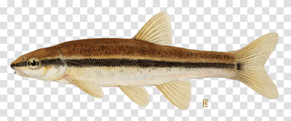 Notropis Heterolepis, Fish, Animal, Cod, Trout Transparent Png