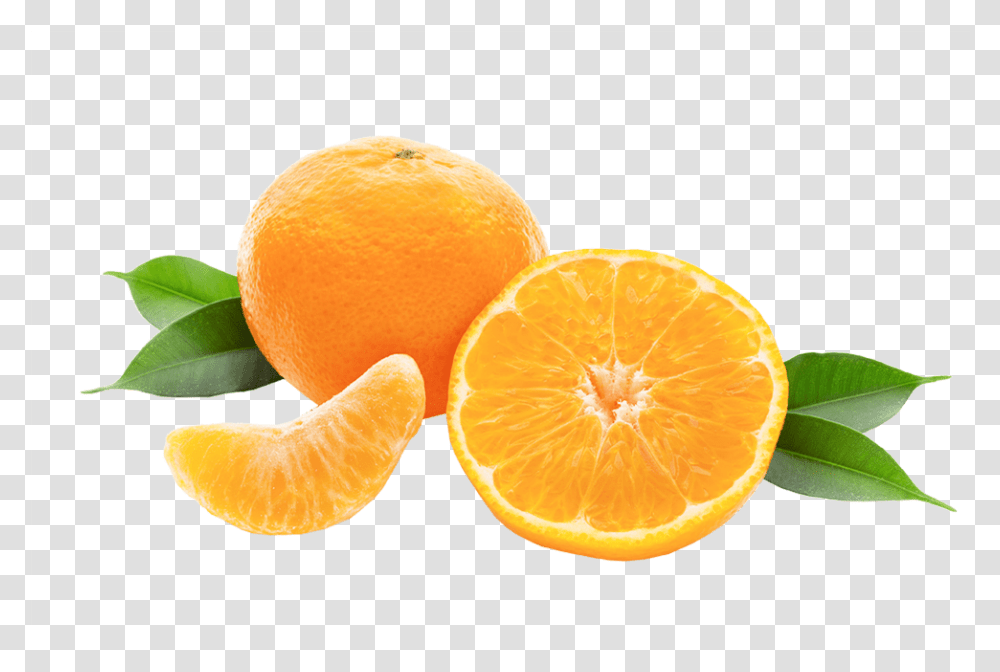 Nova Clementine Tangerine, Citrus Fruit, Plant, Food, Orange Transparent Png