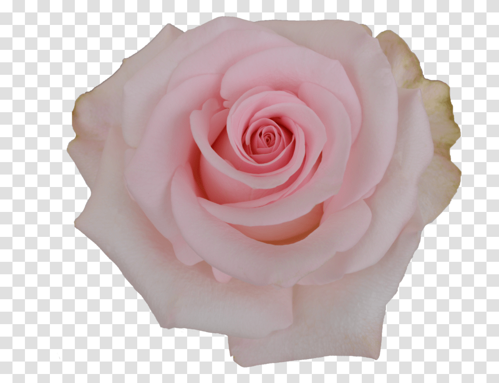 Novia Rose, Flower, Plant, Blossom, Petal Transparent Png