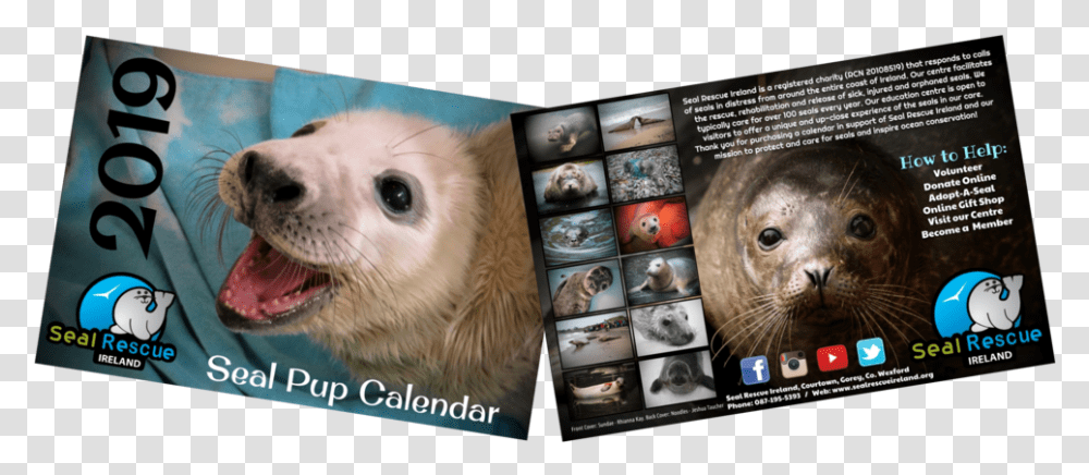 Now Half Price Our 2019 Calendar Is Now Only, Dog, Pet, Animal, Mammal Transparent Png