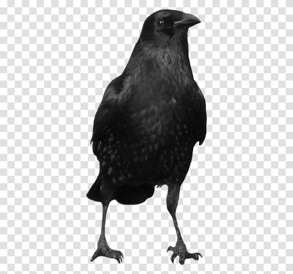 Now You Can Download Crow In High Resolution Background Black Crow, Bird, Animal, Beak, Blackbird Transparent Png