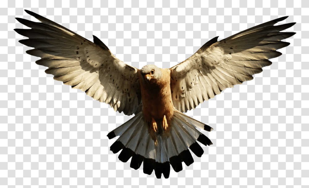 Now You Can Download Eagle Image Eagle Clipart, Bird, Animal, Hawk, Buzzard Transparent Png
