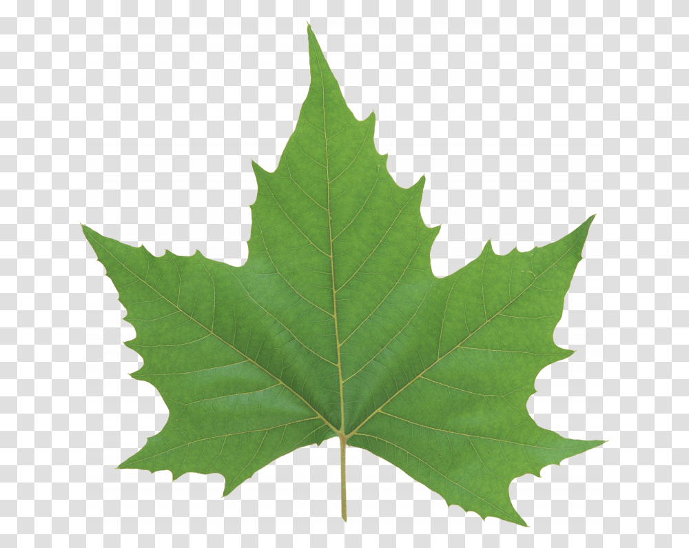 Now You Can Download Green Leaves In High Resolution Green Maple Leaf, Plant, Tree, Person, Human Transparent Png