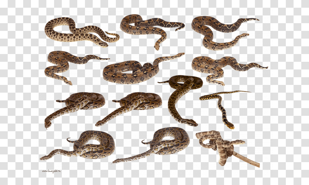 Now You Can Download Snake Clipart Snakes, Animal, Reptile, Amphibian, Wildlife Transparent Png