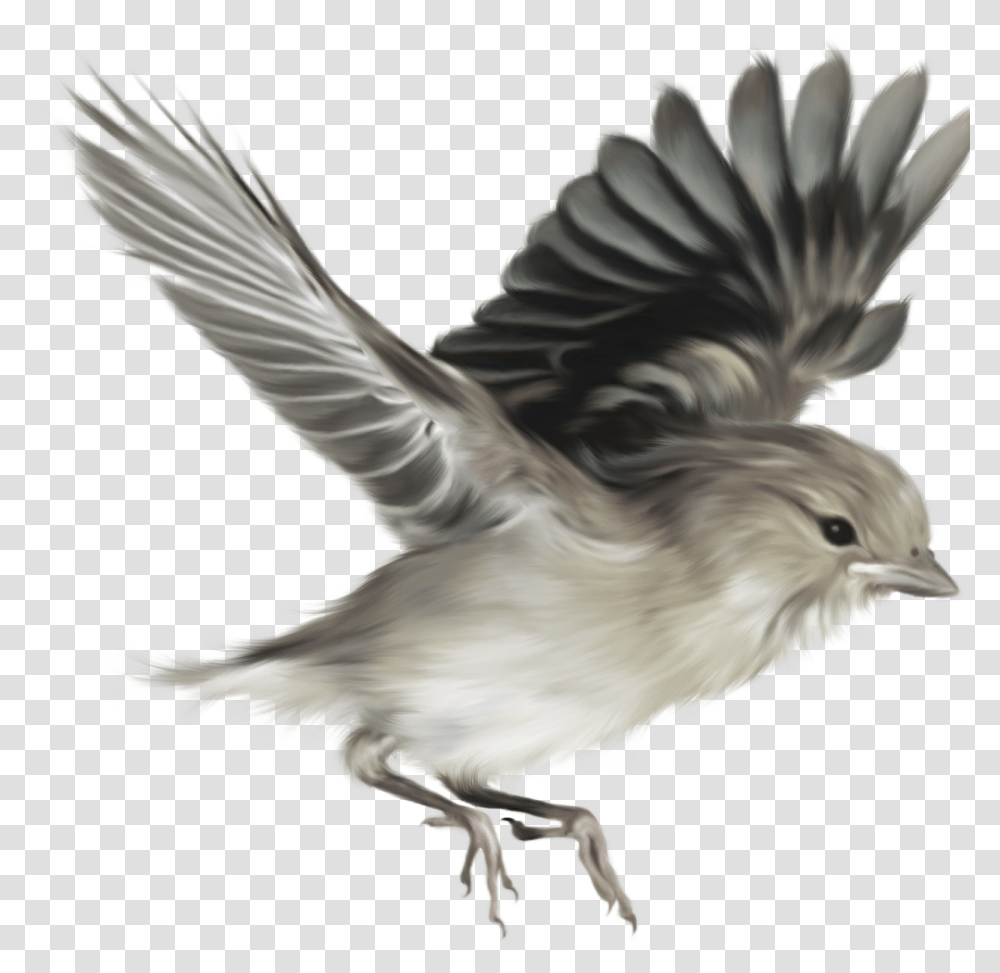 Now You Can Download Sparrow Image Flying Bird Vector, Animal, Jay, Chicken, Poultry Transparent Png
