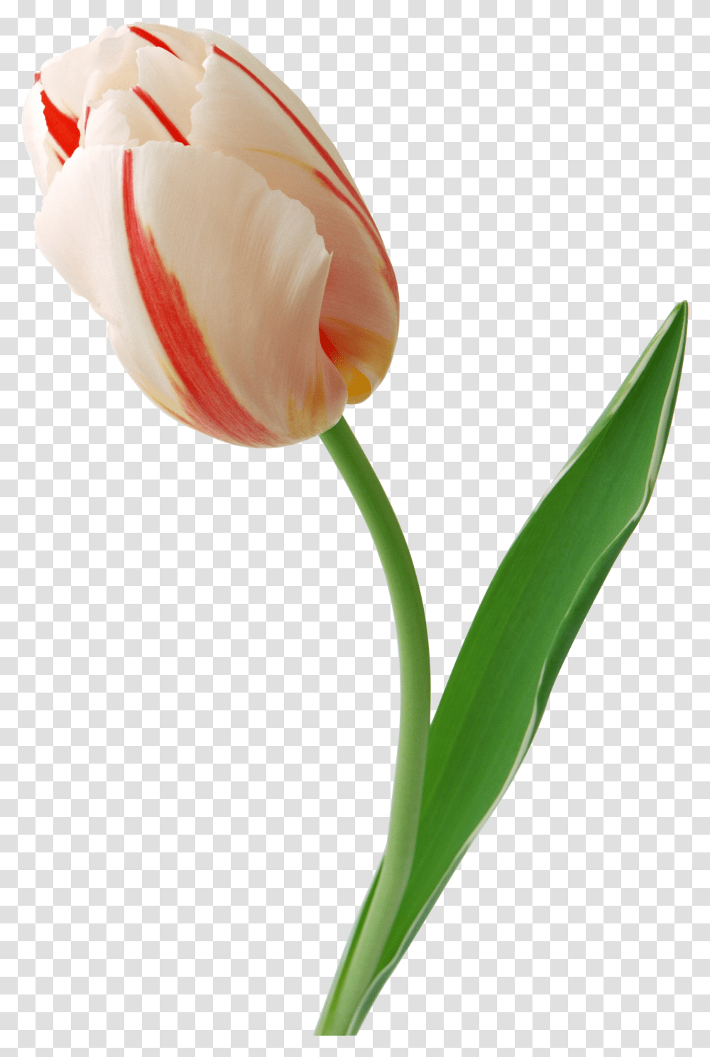 Now You Can Download Tulip In, Plant, Flower, Blossom, Petal Transparent Png