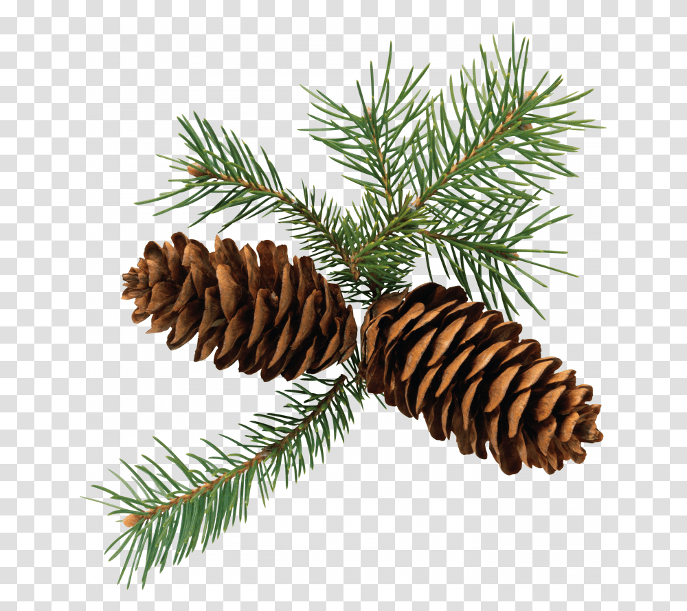 Now You Can Pine Cone Clipart Pine Cone Evergreen Clipart, Tree, Plant, Conifer, Fir Transparent Png