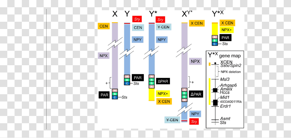 Npx Chromosome, Plan, Plot, Diagram Transparent Png