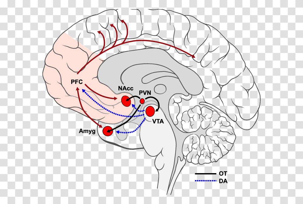 Nucleus Accumbens Nacc And The Ventral Tegmental Area, Nature, Animal, Diagram, Mountain Transparent Png