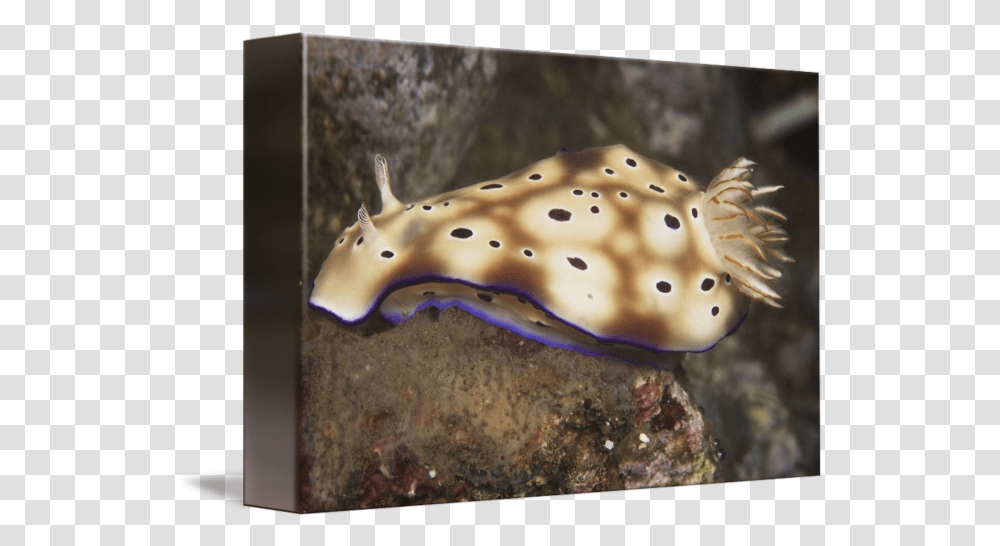 Nudibranch Feeding Underwater, Animal, Fish, Sea Life, Puffer Transparent Png