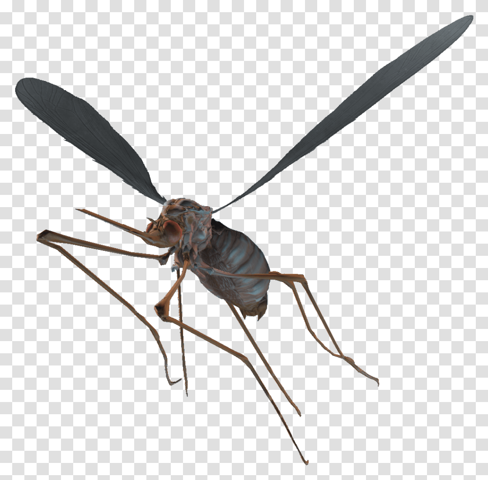 Nukapedia The Vault Fallout 4 Bloodbug, Insect, Invertebrate, Animal, Mosquito Transparent Png