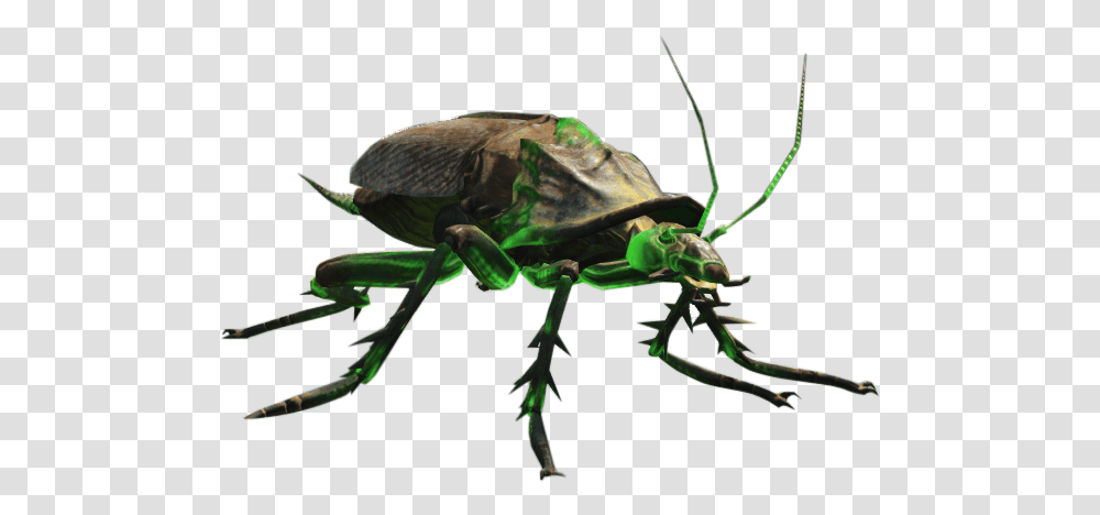 Nukapedia The Vault Fallout 4 Glowing Radroach, Insect, Invertebrate, Animal, Cricket Insect Transparent Png