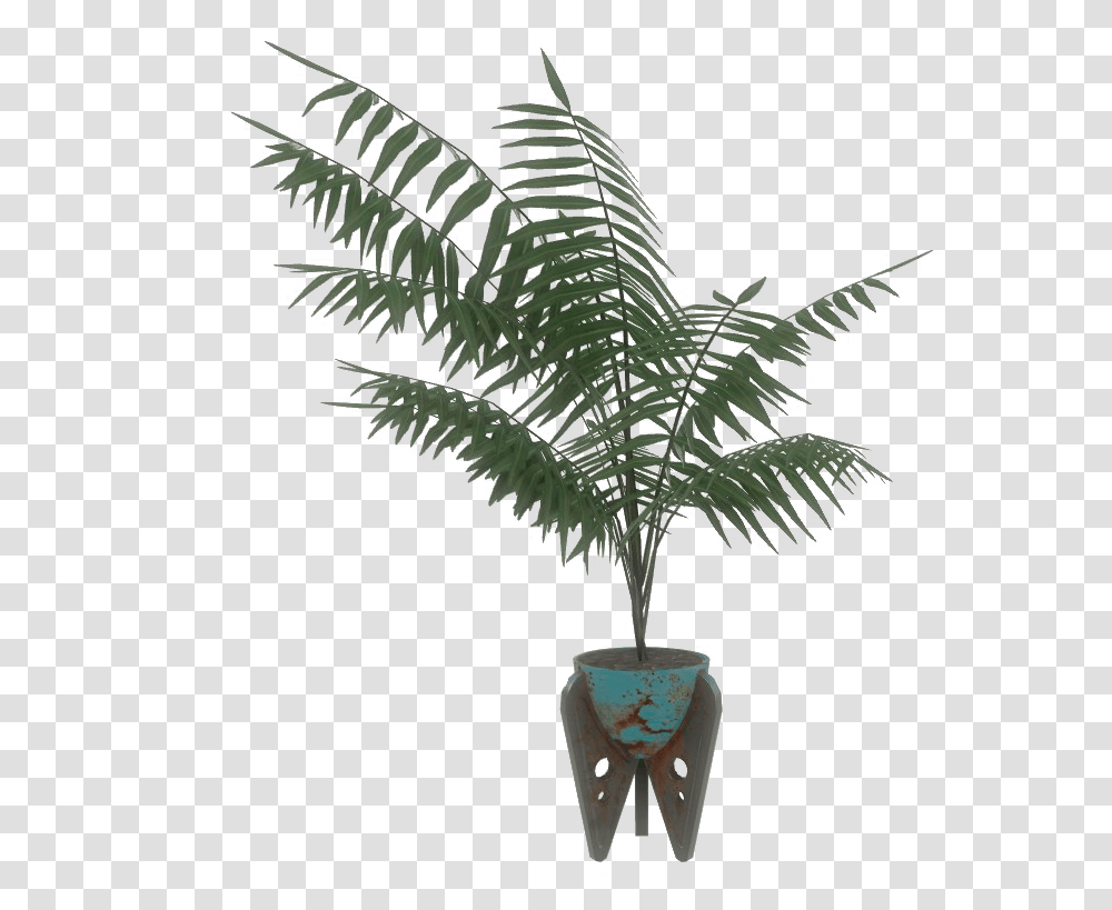 Nukapedia The Vault Roystonea, Plant, Tree, Palm Tree, Arecaceae Transparent Png