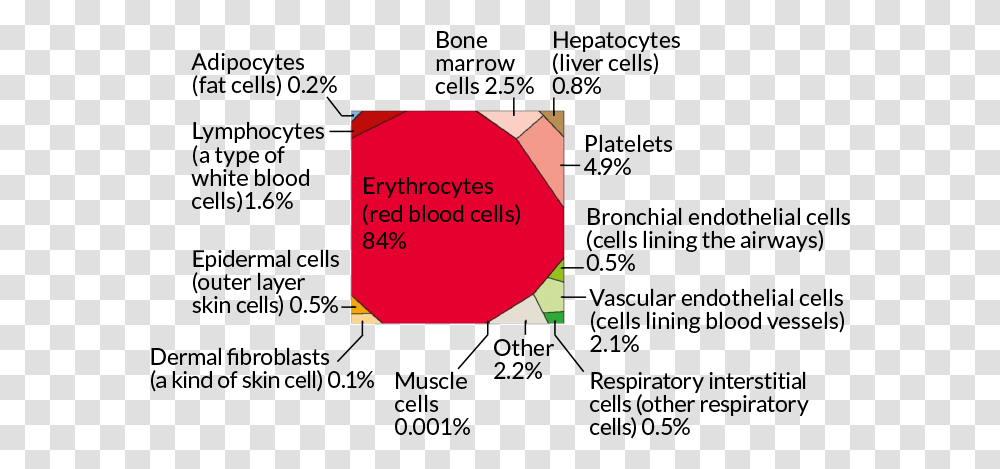 Number Of Blood Cells In The Body, Plot, Diagram, Face Transparent Png
