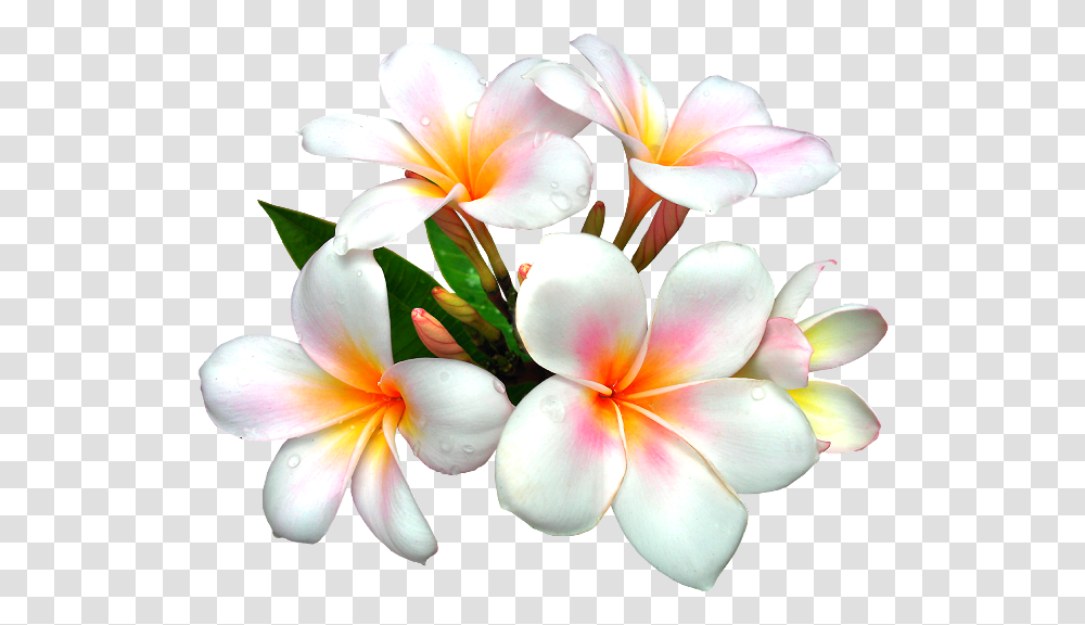 Nurcan Cceolu Instagram Nurcandesigner White Flower White Flower Clipart, Plant, Blossom, Flower Bouquet, Flower Arrangement Transparent Png