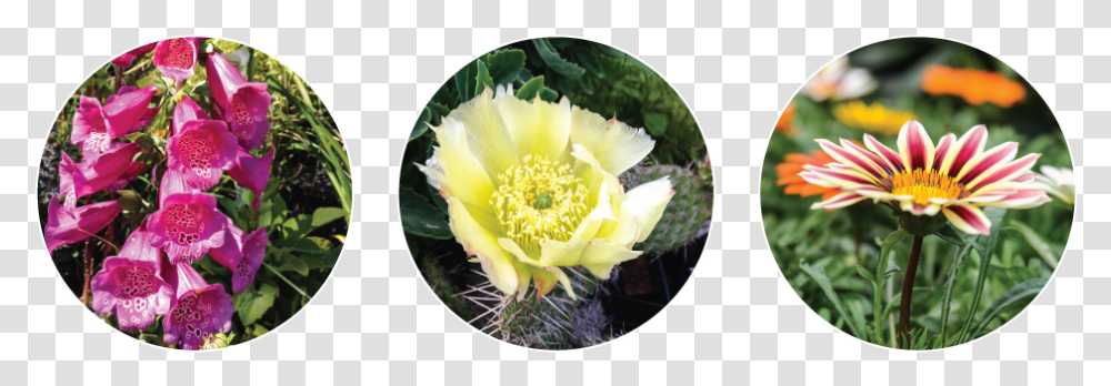 Nursery Flower Plants, Cactus, Blossom, Anther, Pollen Transparent Png