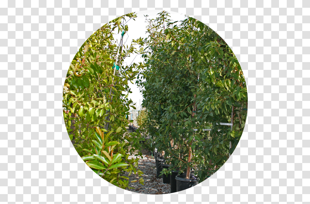 Nursery Tree Icon2 Plane, Fisheye, Plant, Outdoors, Arbour Transparent Png