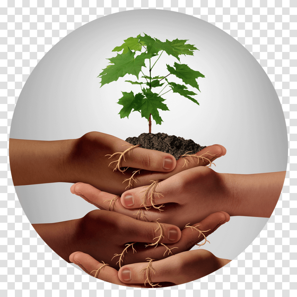 Nurturing Clipart, Plant, Person, Human, Leaf Transparent Png