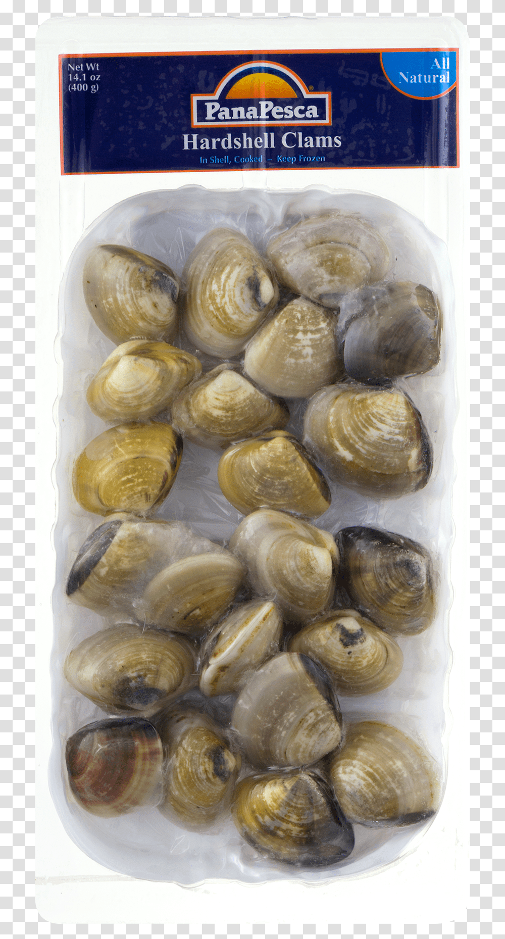 Nut, Clam, Seashell, Invertebrate, Sea Life Transparent Png