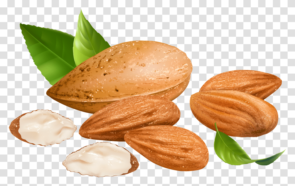 Nut Clipart Badam Almond Vector, Plant, Vegetable, Food, Fungus Transparent Png