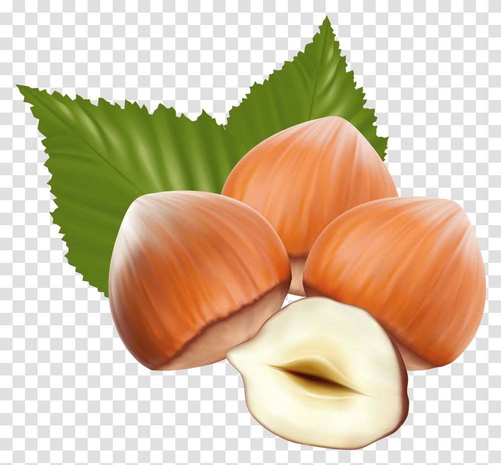 Nut Clipart Hazelnut Transparent Png