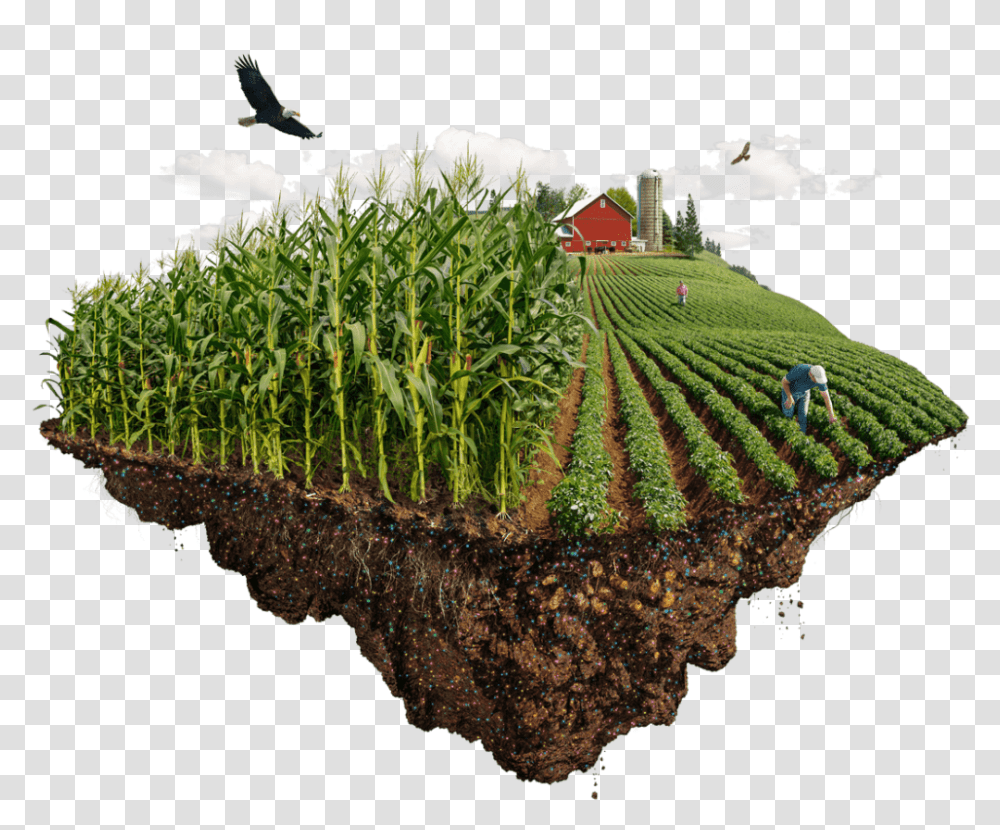 Nutrient Use Efficiency Grass, Outdoors, Nature, Farm, Rural Transparent Png