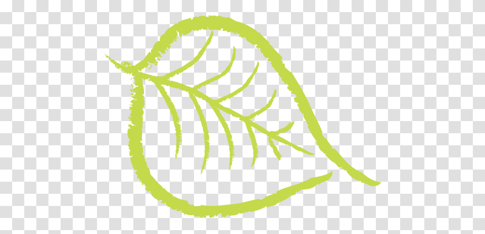 Nuts Drawing Cashew Bodhi Tree Leaf, Plant, Rug, Conifer, Jewelry Transparent Png