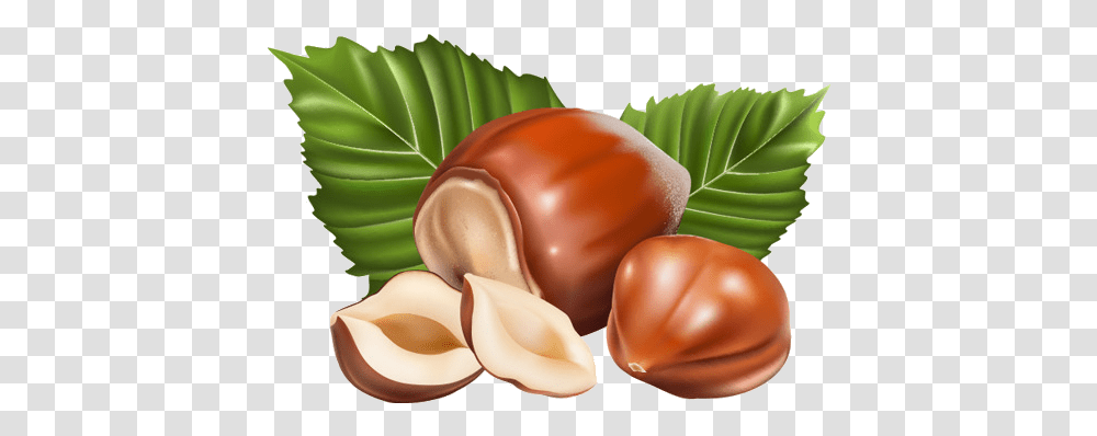 Nuts Vector, Plant, Vegetable, Food, Animal Transparent Png