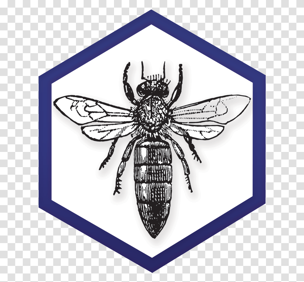 Ny Bee Wellness Workshops Logo Bee Queen Vintage Illustration, Insect, Invertebrate, Animal, Spider Transparent Png