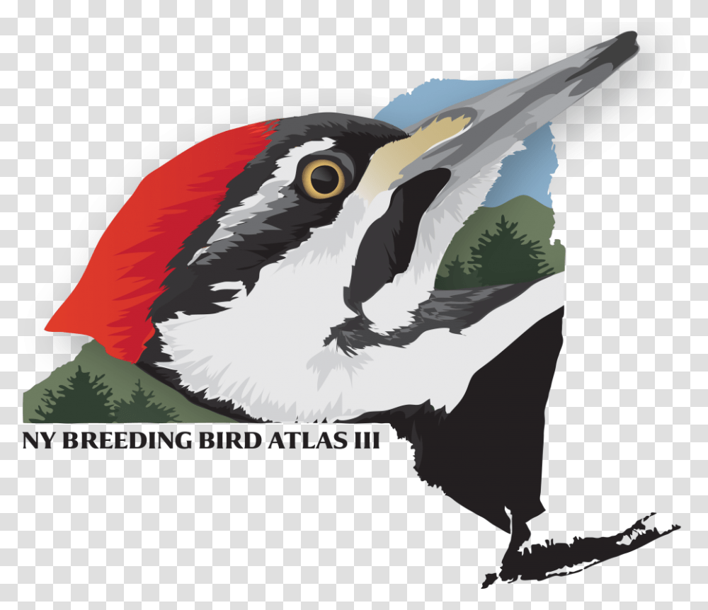 Ny Breeding Bird Atlas, Animal, Beak, Woodpecker, Flicker Bird Transparent Png