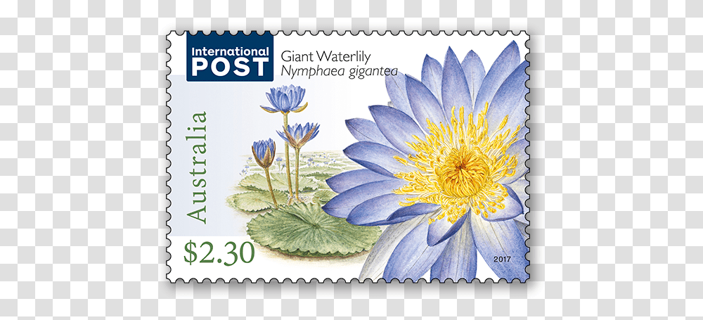 Nymphaea Gigantea Giant Water Lily Australia, Plant, Postage Stamp, Flower, Blossom Transparent Png