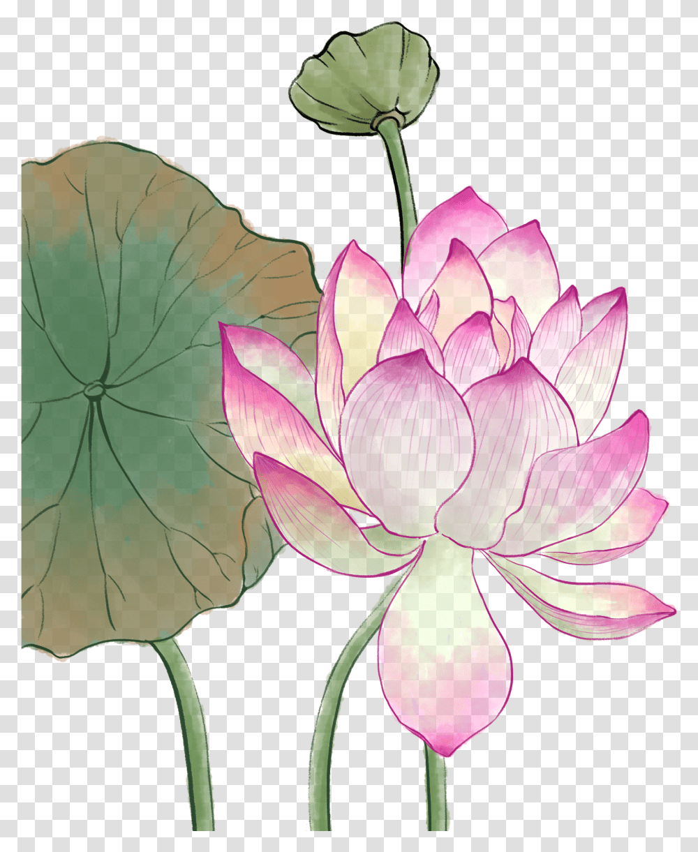 Nymphaea Nelumbo, Lily, Flower, Plant, Blossom Transparent Png