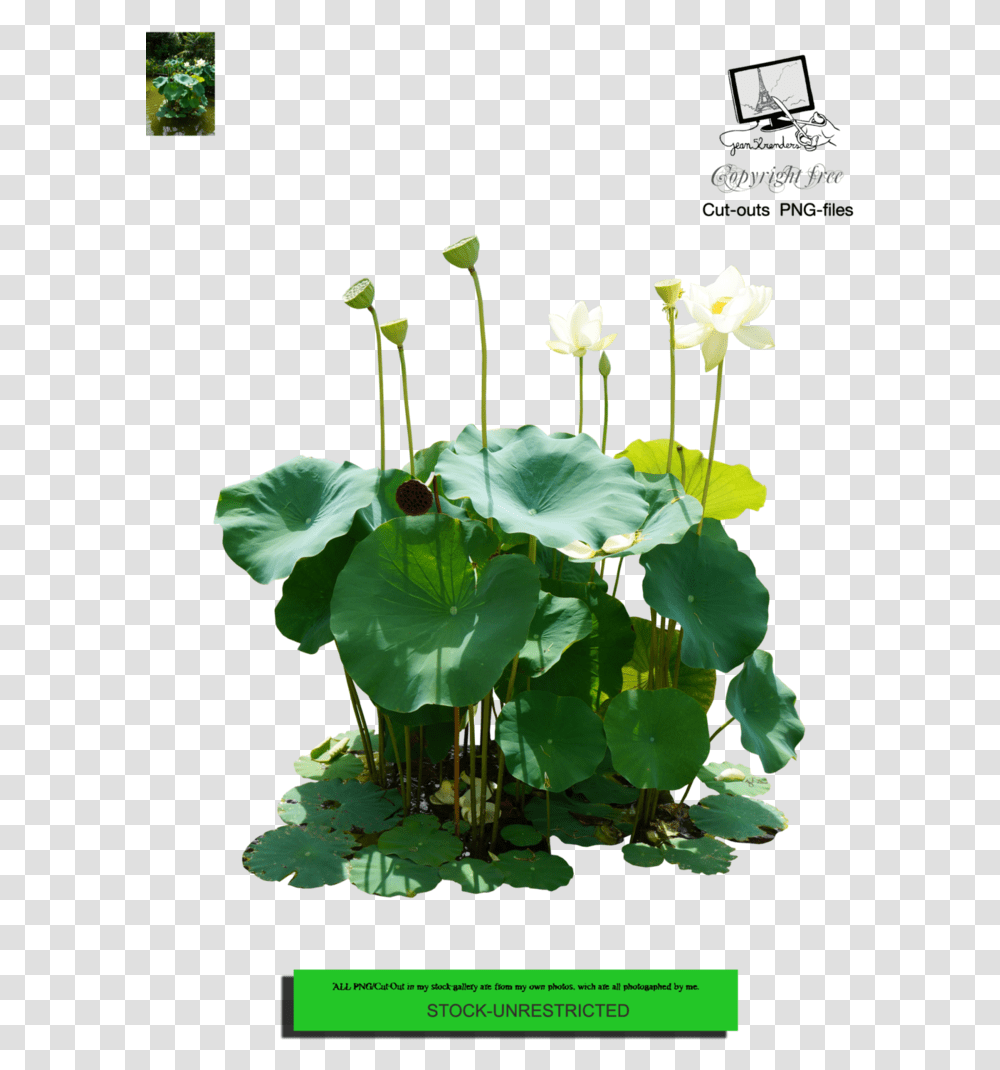 Nymphaea Nelumbo, Plant, Flower, Blossom, Lily Transparent Png