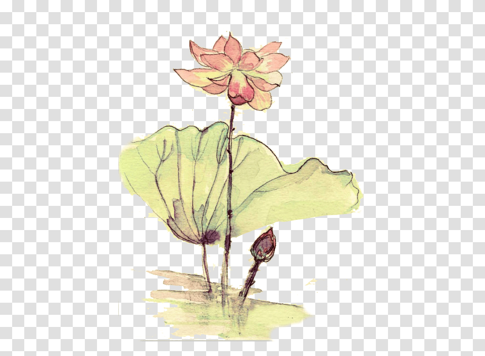 Nymphaea Nelumbo, Plant, Flower, Leaf, Petal Transparent Png