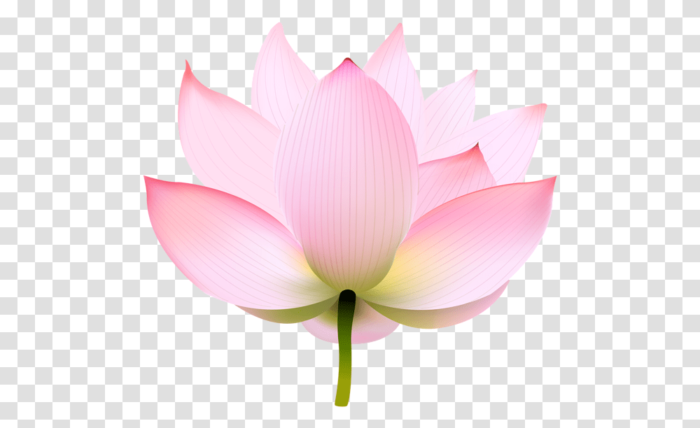 Nymphaea Nelumbo Portable Network Graphics Image Clip Sacred Lotus, Plant, Lily, Flower, Blossom Transparent Png