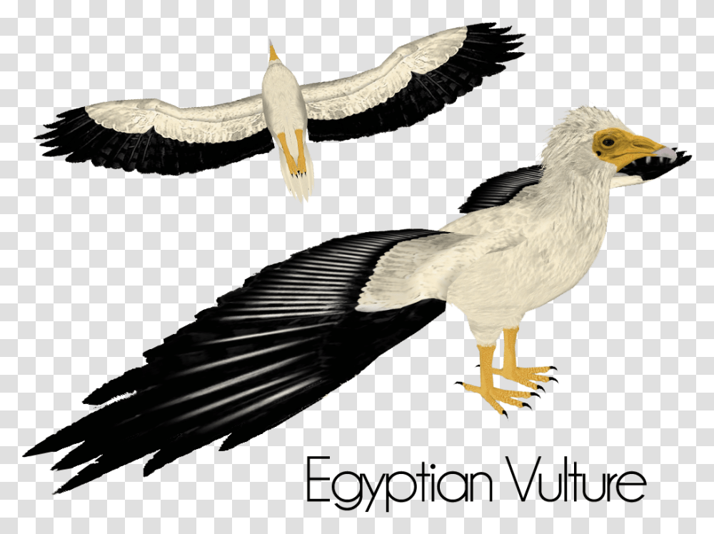 Nytirn, Vulture, Bird, Animal, Beak Transparent Png
