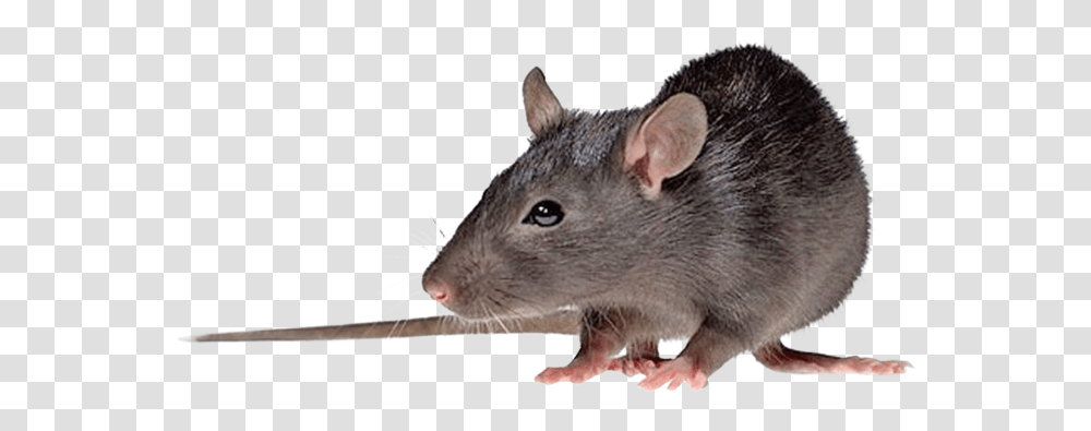 Nzwxn Hantavirus, Rat, Rodent, Mammal, Animal Transparent Png