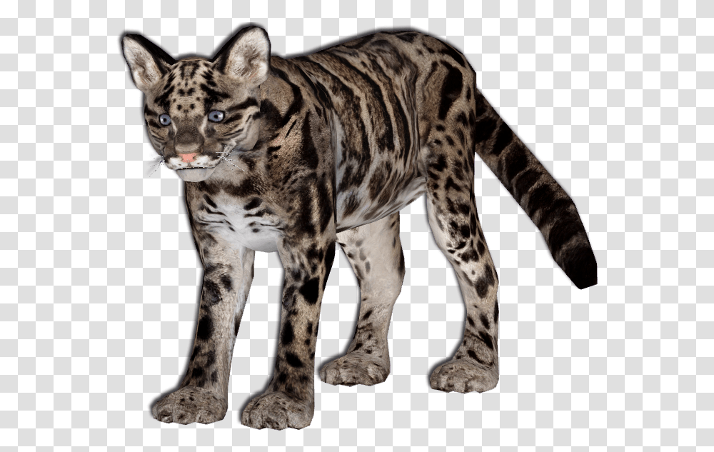 O 3805692355 Kitty Leopard V63 Image Clouded Leopard, Tiger, Wildlife, Mammal, Animal Transparent Png