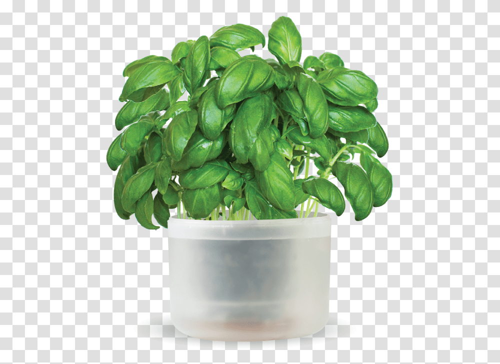 O Hanlon Herbs Flowerpot, Potted Plant, Vase, Jar, Pottery Transparent Png